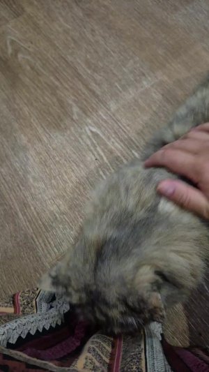 Кошка Пуша