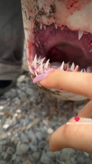 Поймали в Приморье