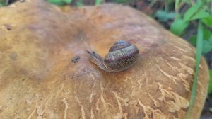 Лето- это маленькая жизнь.🐌🍀