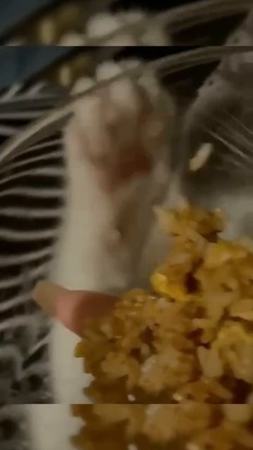 Вкуснейший плов