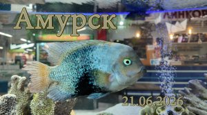 Амурск 21.06.2026