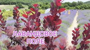 Я НА ЛАВАНДОВОМ ПОЛЕ