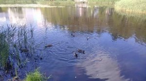 Уткино озеро)))  22.06.2026