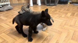 Тайган как всегда не может пройти мимо козленка Юлика, просто не отходит от него ❤️