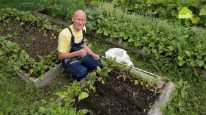 Как посеять полбу. Выращиваем полбу на дачном участке. Полба на огороде