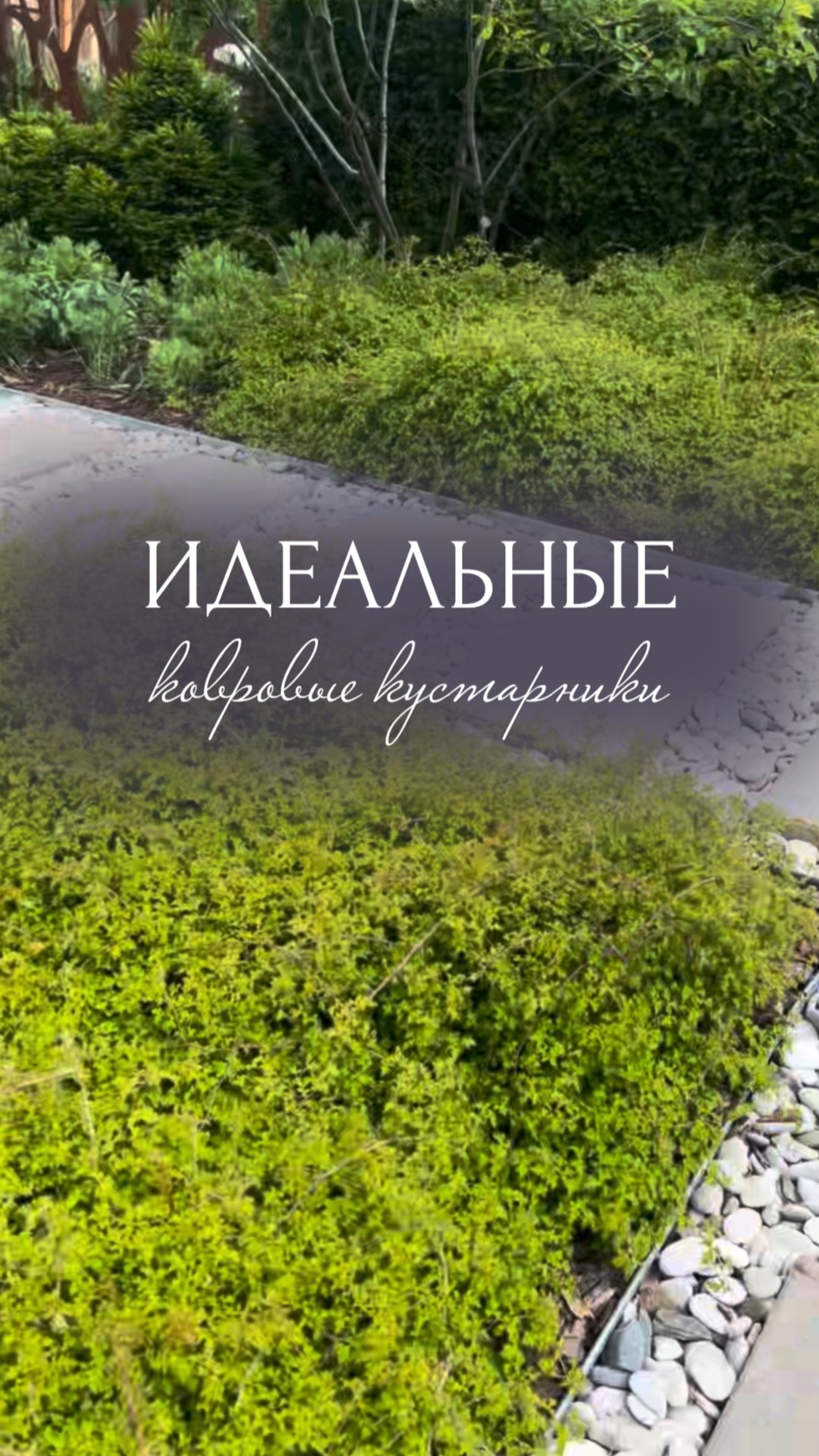 Идеальные ковровые кустарники смотреть онлайн