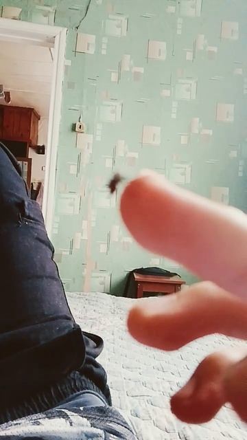 Как питается комар? 🦟 смотреть онлайн