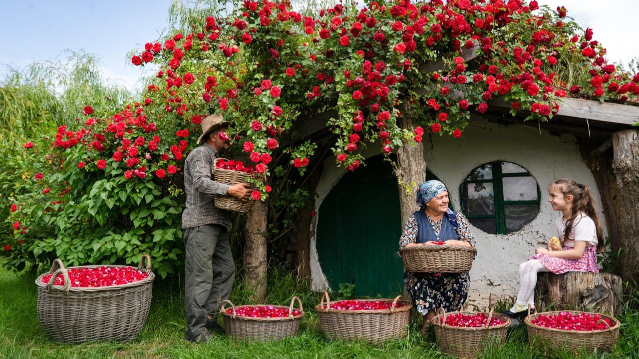 Жизнь в Деревне-  Сезон сбора роз – Готовим традиционные сладости из роз ...🌹