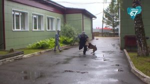 Верные помощники правопорядка как проходит подготовка служебных собак - Регион 67