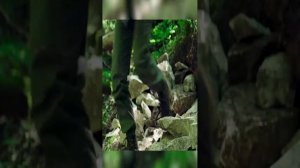 Строительство землянки
