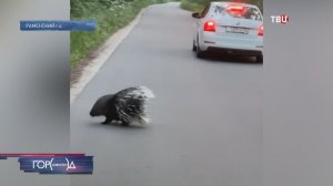 Жители целого СНТ пытались поймать дикообраза Шипа: помогли опытные рыболовы