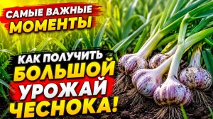 КАК ПОЛУЧИТЬ БОЛЬШОЙ УРОЖАЙ ЧЕСНОКА!