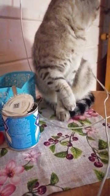 "КОШКИН ДВИЖ" Мила и сгущенка))