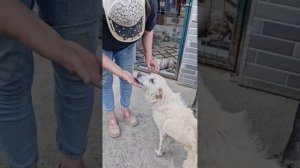 Дала пробиотик собачкам