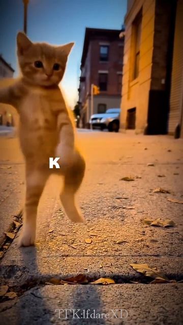 1000000213.mp4 смотреть онлайн