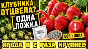 Ягода будет горошиной без этой подкормки. Борная кислота для клубники после цветения.
