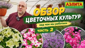 ОБЗОР ЦВЕТОВ - петуния, алиссум, лобелия, маттиола. Над чем мы работаем: часть 2