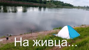 Рыбалка на живца, правильный выбор.