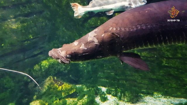 Нападают ли сомы на животных, зашедших в воду? | Чудеса сотворения. Подводный мир