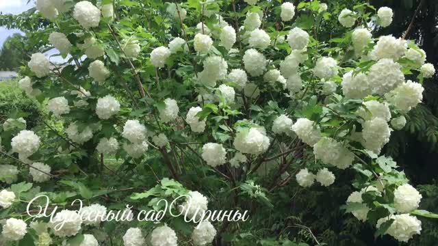 Калина Бульденеж