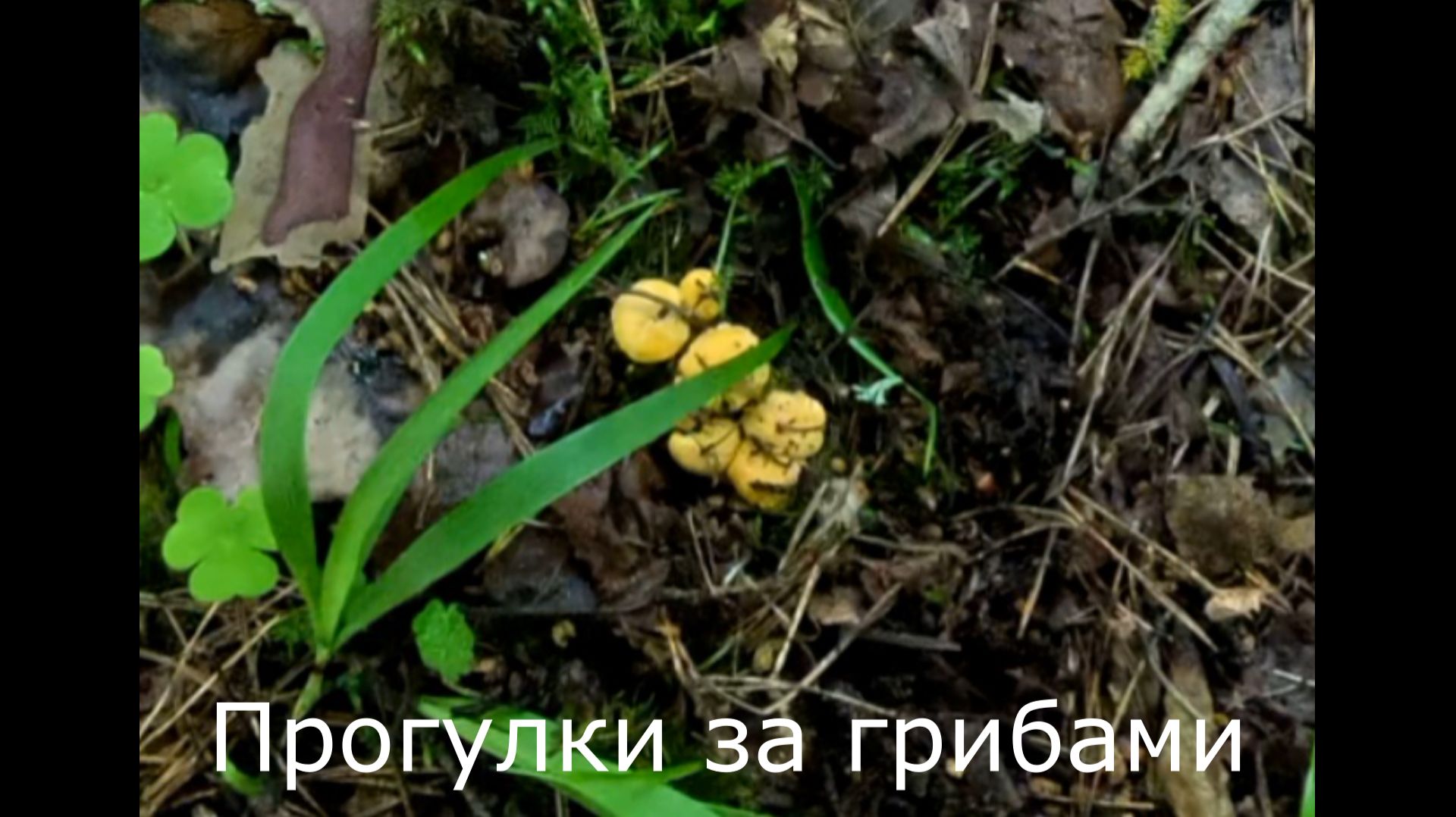 Прогулки за грибами. Понемногу появляются маленькие лисички.