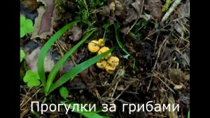 Прогулки за грибами. Понемногу появляются маленькие лисички.