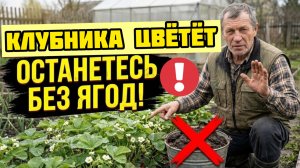Клубника зацвела? Срочно перестаньте делать это, иначе урожая не будет!