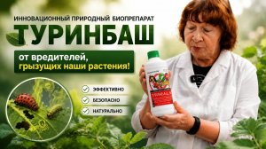 Колорадский жук, гусеницы, моль: одно средство против всех