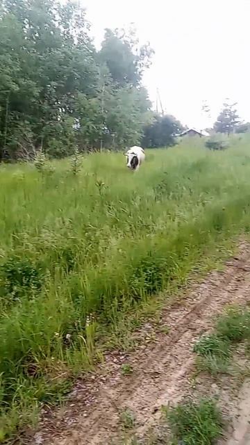 Видео с нашей фермы
