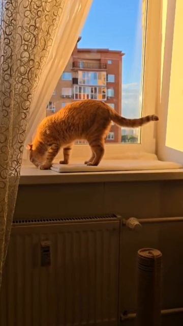 На охоту 😺