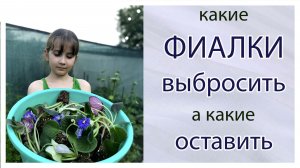 Какие фиалки выбросить, а какие оставить.