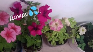 ПОГОДА СЕГОДНЯ ДОЖДЛИВАЯ. НО ЭТО НЕ ИСПОРТИТ НАШ ДЕНЬ.