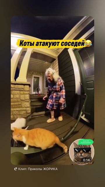 Коты атакуют соседей смотреть онлайн