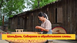 ШэньДань. Китай.  Собираем и обрабатываем сливы.