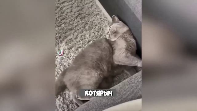 Смех, юмор, ржачь. Часть 5 смотреть онлайн