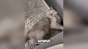 Смех, юмор, ржачь. Часть 5