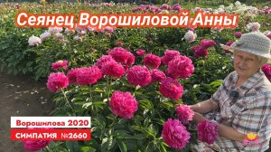 Сеянец А.Б. Ворошиловой «СИМПАТИЯ»/Сад Ворошиловой