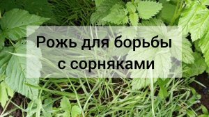 Эксперимент удался. Озимая рожь для борьбы с сорняками и для обогащения почвы
