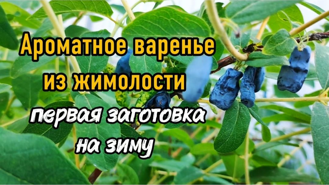 Ароматное варенье из жимолости. Первая заготовка на зиму.