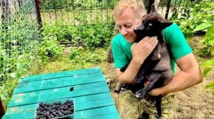 Мы повезли Финика и Николь к волчатам и тут приехал Олег Зубков-как же малыши были ему рады😁