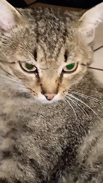 Размышление Максика! 😻 Кто думает иначе? 🤣  22-06-2026