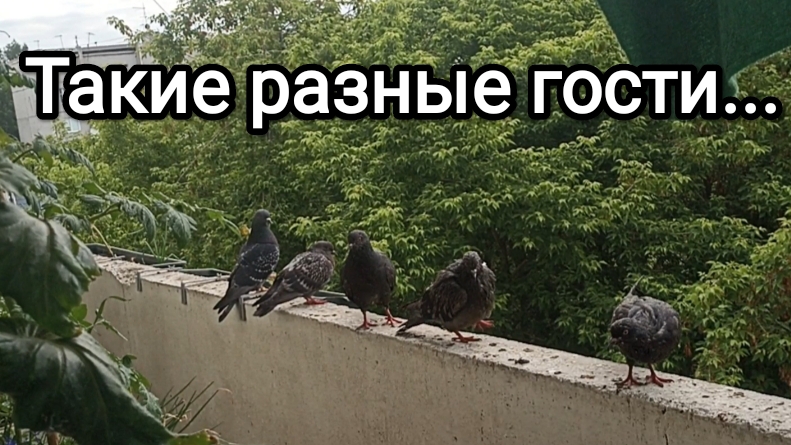 22-06-2026. Такие разные гости... смотреть онлайн