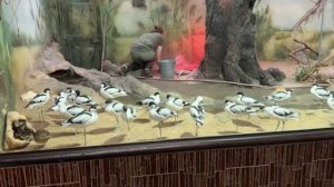 Шилоклювка – крупный кулик с изогнутым вверх клювом