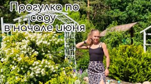Прогулка по саду в начале июня. Спиреи, ели, барбарисы, камнеломка
