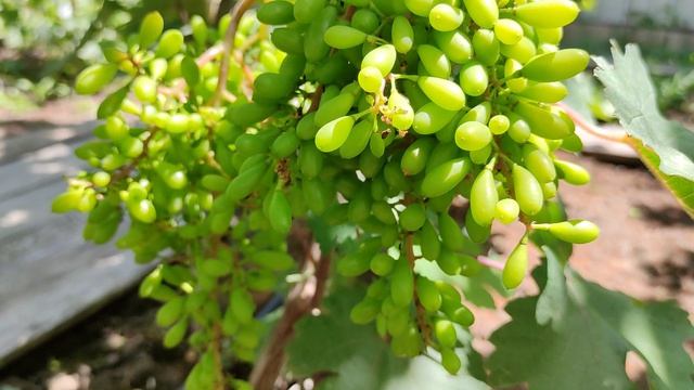 СЕЯНЕЦ АФИНА!!!🍇🍇🍇 Telegram, WhatsApp, Vlber и MAX +79528500417. ТЕЛ. +79054033245. смотреть онлайн