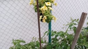 мои растишки