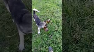 СОБАЧИЙ ФУТБОЛ!Аршавин так не умеет 🤣
