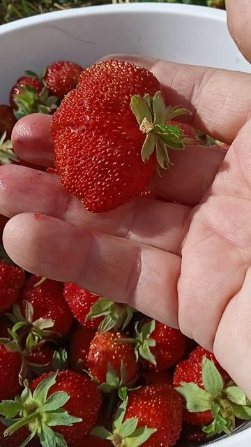 Собрала клубнику! Посмотрите какая🍓.