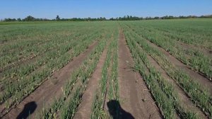 Урожай моркови после Стартеко превзошел все ожидания фермера