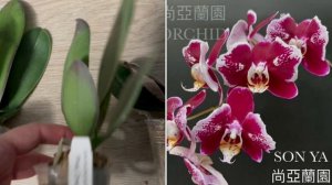 Орхидеи 🌺 Новинки. Подростки от Son ya  😍🦋🌷🩷